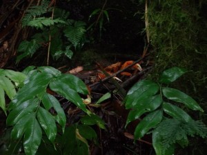 rainforest crab